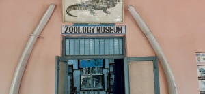Zoology-Museum-Photos-001