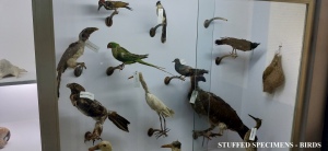 Zoology-Museum-Photos-016